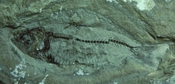 fossilized fish
