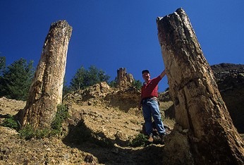 petrified trees
