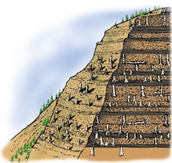 drawing of petrified trees in layers